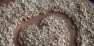 Kasza pęczak - właściwości