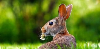 Czy królik może mieć w klatce trociny?