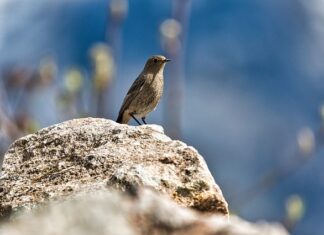 Jak wygląda pleśń na kiełkach?