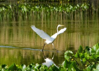 Czy Heinz kupił Pudliszki? Czy Heinz kupił Pudliszki?
