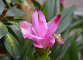 Z czym nie wolno łączyć kurkumy?