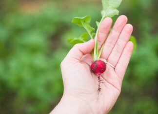 Kto powinien jeść rzodkiewki?
