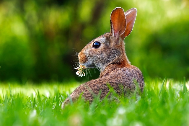 Czy królik może jeść marchewkę?