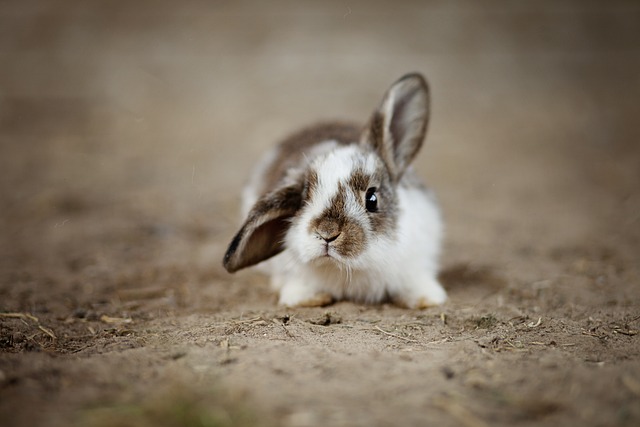 Czy króliki mogą jeść rzodkiewkę?