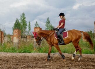 Czy zamykać psa na noc w kojcu?