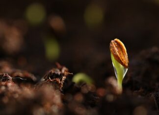 Jak długo kiełkują nasiona słonecznika?
