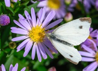 Do czego służy Mączka bazaltowa? Do czego służy Mączka bazaltowa?