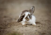 Jakie patyki mogą jeść króliki?