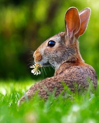 Co oznacza jak królik piszczy?