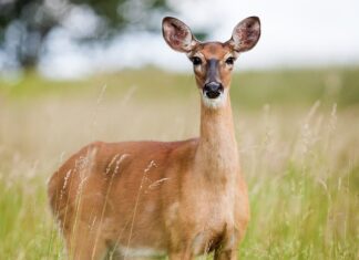 Czy ikra z karpia jest jadalna? Czy ikra z karpia jest jadalna?