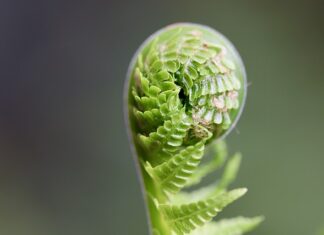 Kiedy najlepiej jeść kiełki?