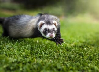 Ile lat żyją fretki domowe? Ile lat żyją fretki domowe?