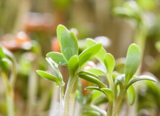 Ile kiełków można jeść dziennie?