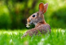 Jak nauczyć królika reagować na swoje imię?
