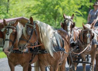 Jak zrobić drewnianą klatkę dla królików? Jak zrobić drewnianą klatkę dla królików?