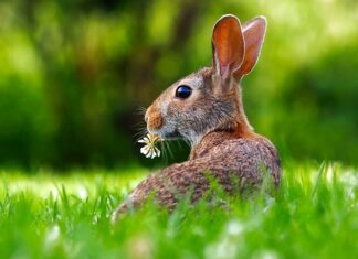 Czy królik może jeść pokrzywy?