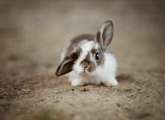 Czy króliki mogą jeść płatki owsiane?